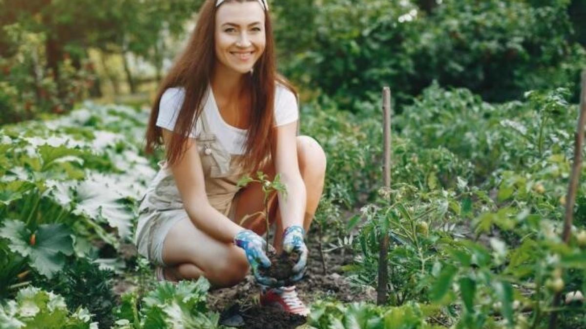 ce-le-lipseste-plantelor--potasiu-sau-calciu--secretul-gradinarilor-pentru-a-salva-recolta_05436500