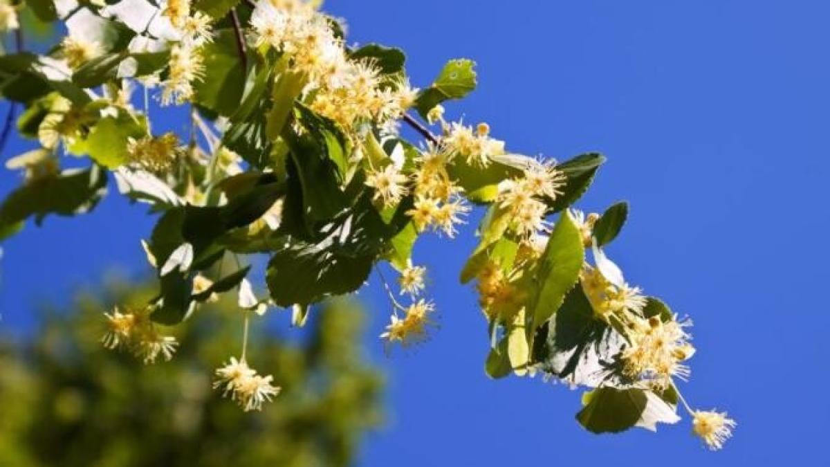 aduna-si-usuca-florile-de-tei-doar-in-acest-fel--ceaiul-va-fi-parfumat-si-gustos_90642800