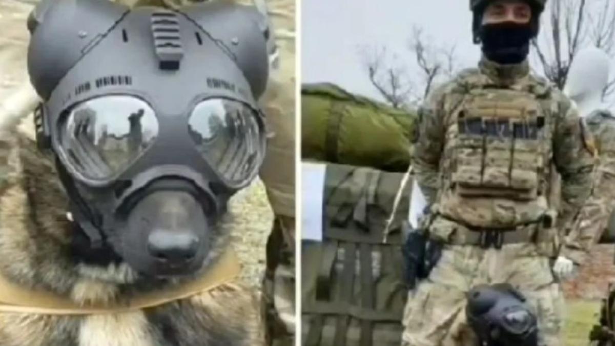 caine-parasutist_44655900