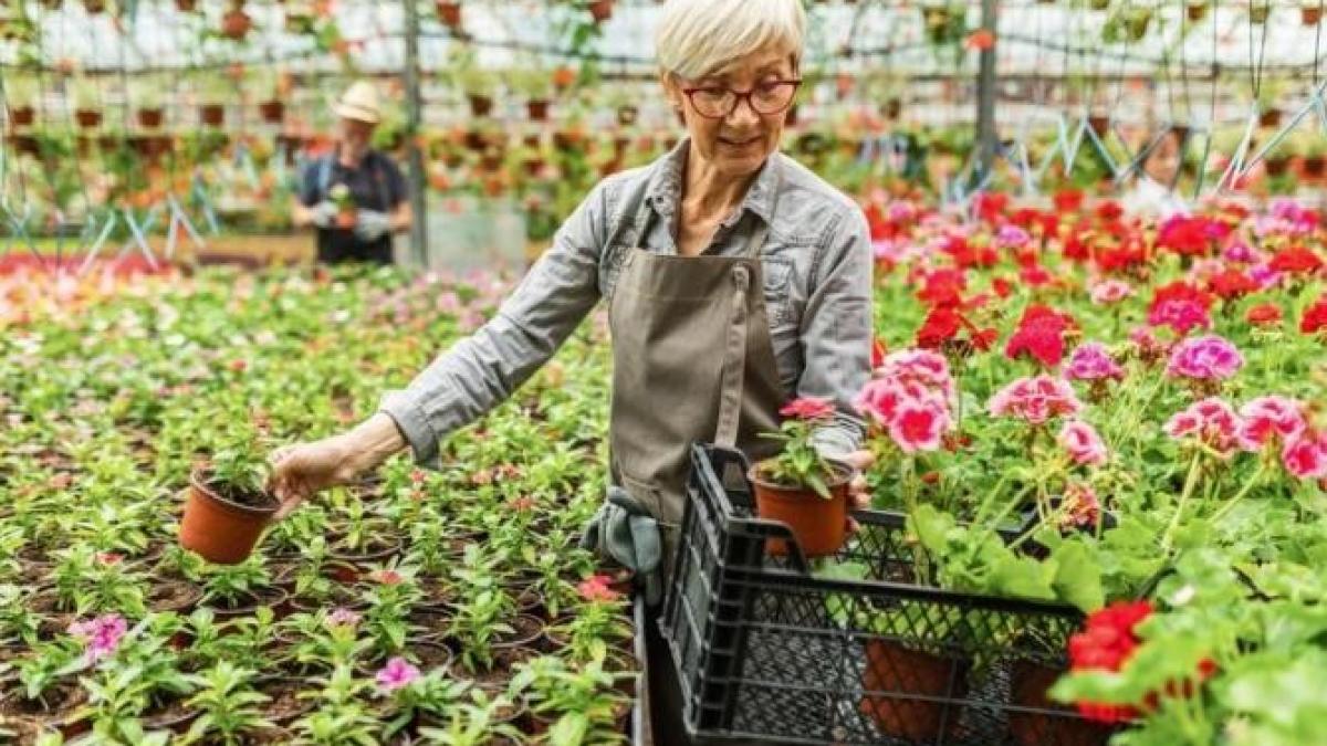 muscatele-vor-fi-pline-de-flori-pana-la-iarna--cum-sa-obtii-rezultate-excelente-cu-cateva-trucuri_06765300