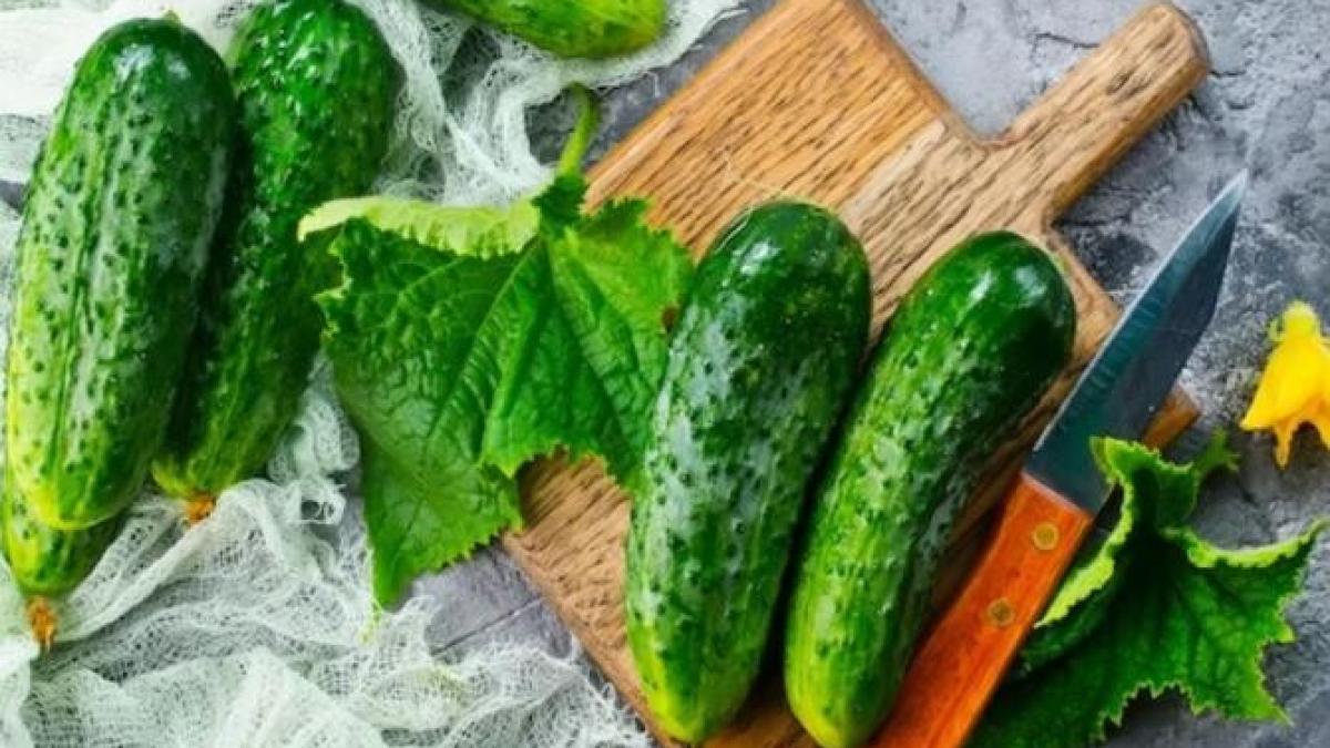 laptele-acru--un-supliment-util-pentru-castravetii-din-gradina--afla-cum-se-aplica_25499200