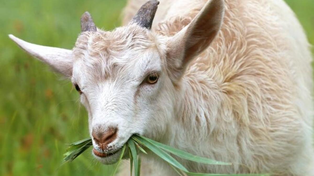 buruienile-dintr-un-parc-din-new-york--curatate-cu-ajutorul-caprelor_87799100