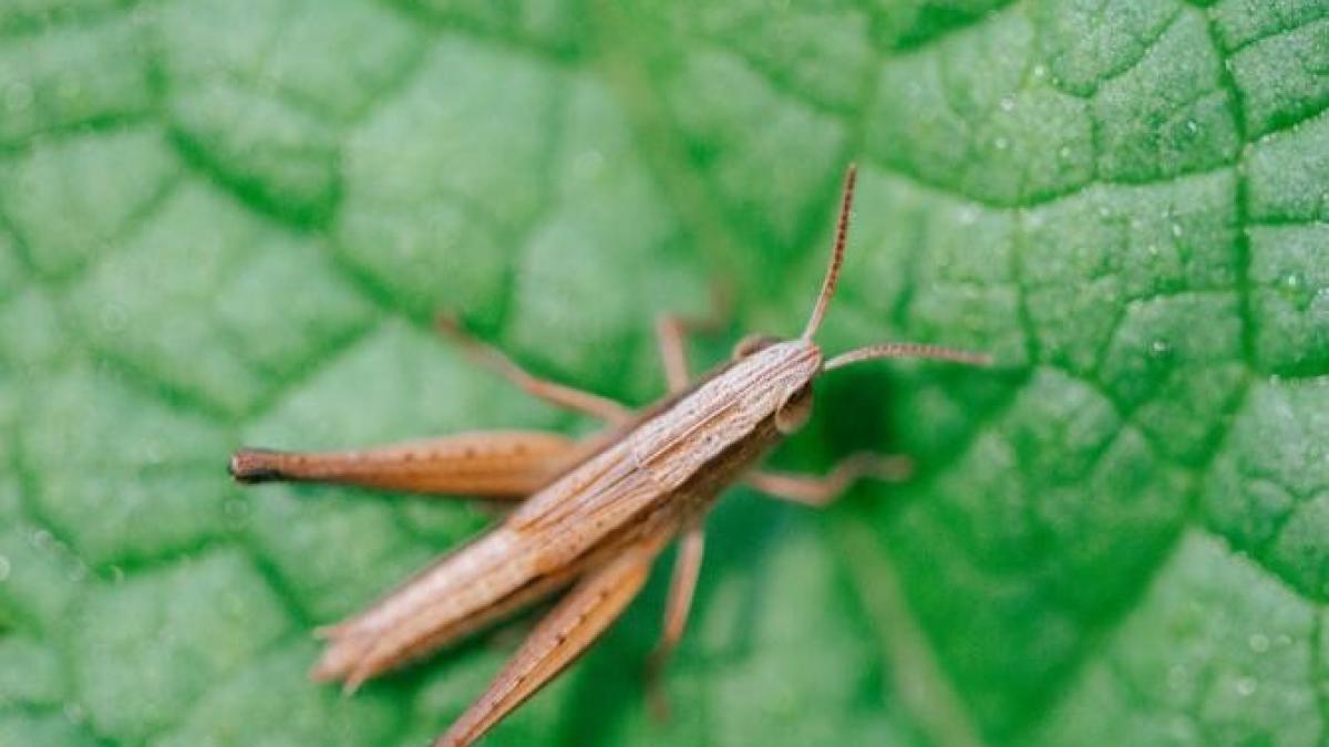 faina-de-greieri-insecte-greiere-pexels_42732100