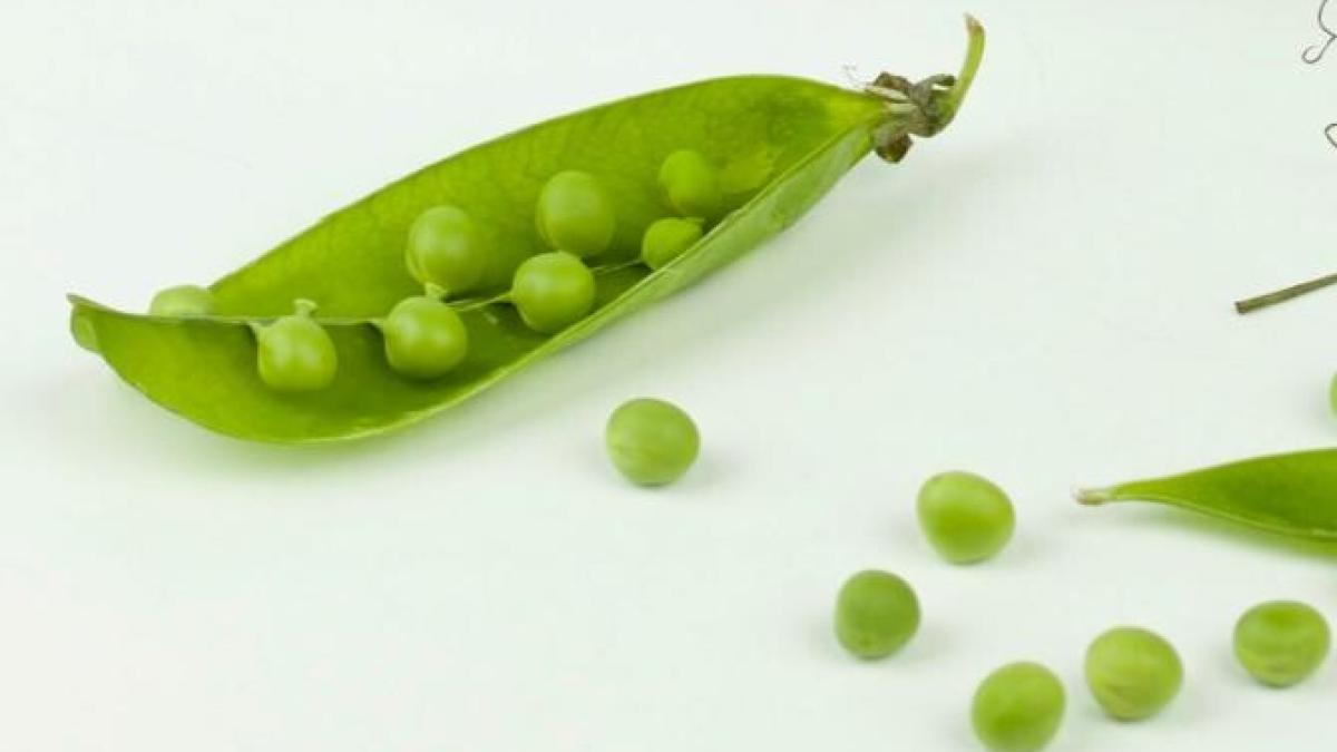 cercetatorii-incep-sa-detoxifice-latirul-mazare-otravitoare--planta-e-rezistenta-la-seceta-si-are-potential-urias-in-contextul-crizei-climatice_83787900