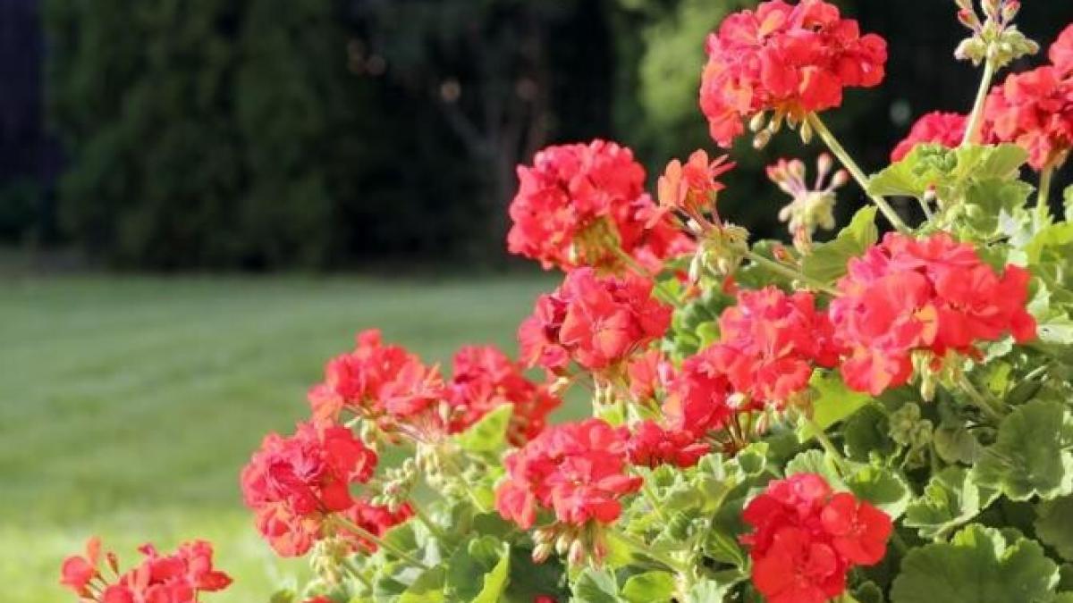 nu-arunca-o-muscata-care-a-crescut-inalta--afla-cum-ii-poti-da-a-doua-viata_51511900