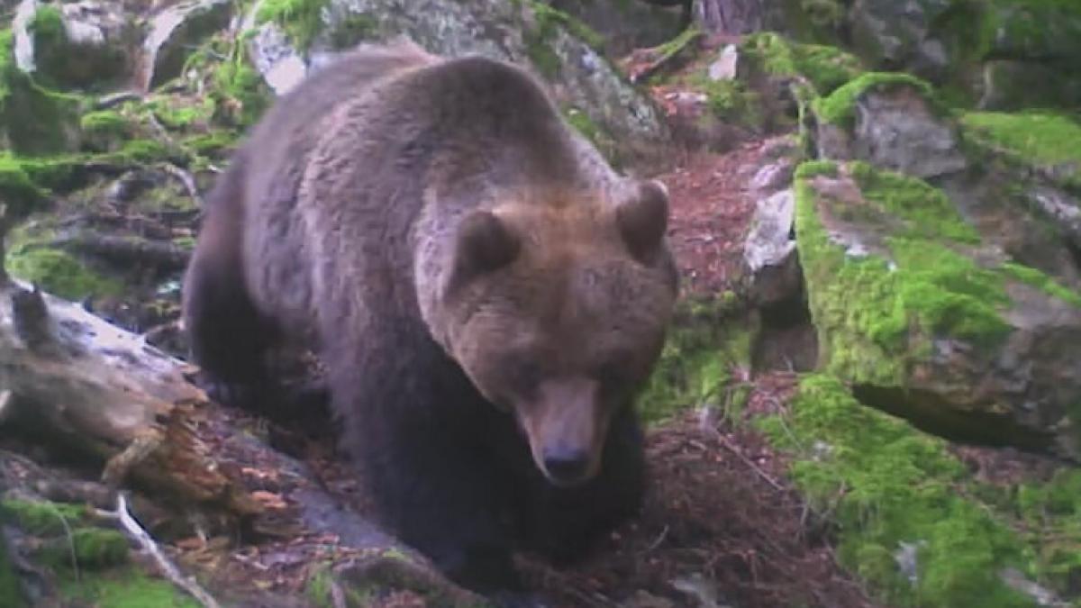 urs-ocol-silvic_37491400