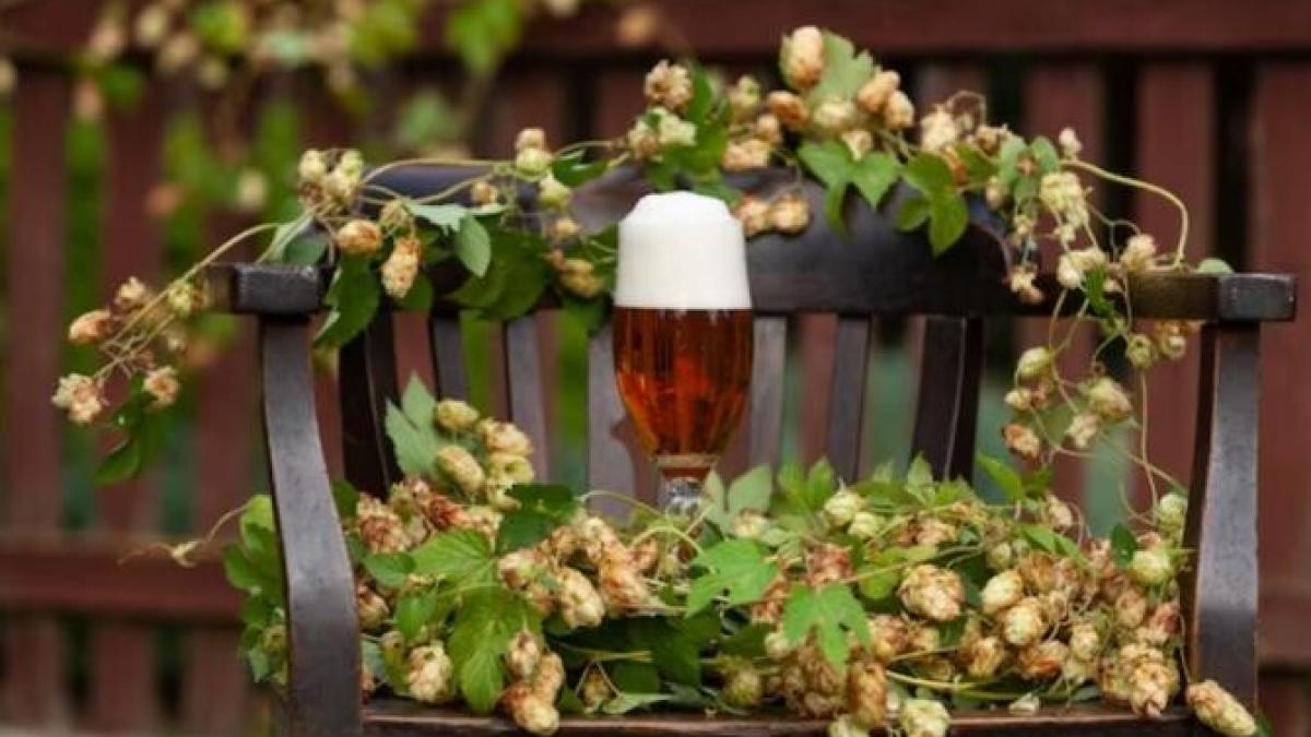 uda-plantele-cu-cea-mai-ieftina-bere--afla-cat-de-utila-este-pentru-culturile-din-gradina_87217700