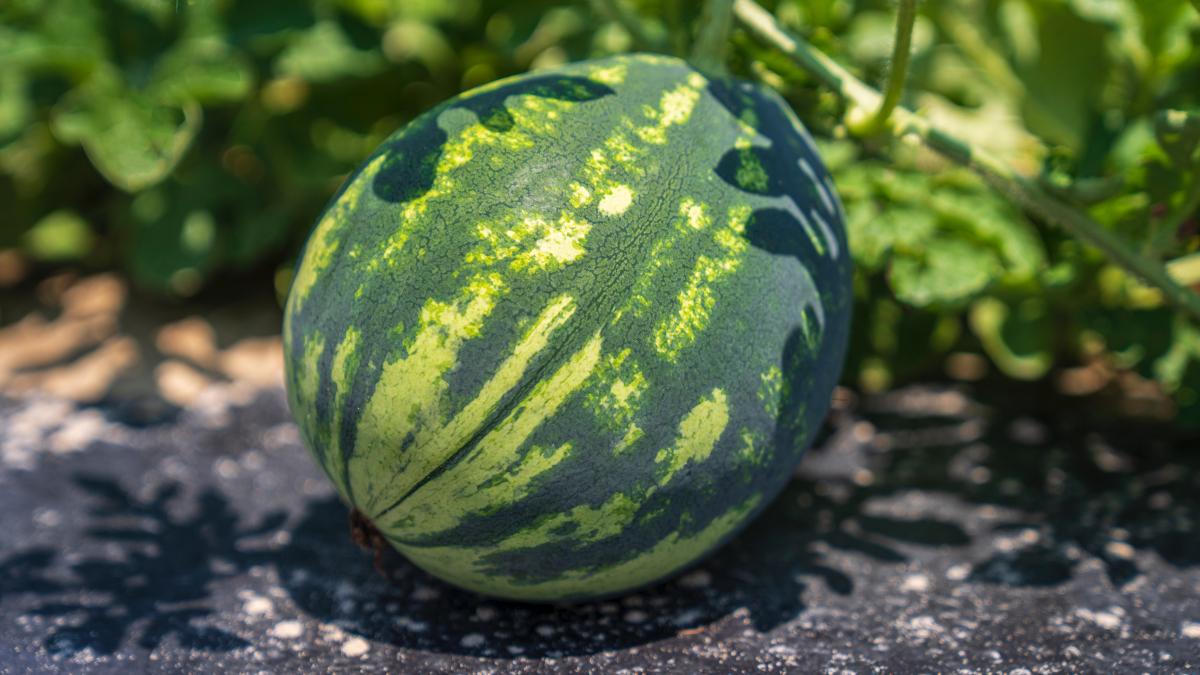 productie-de-pepeni_24029300