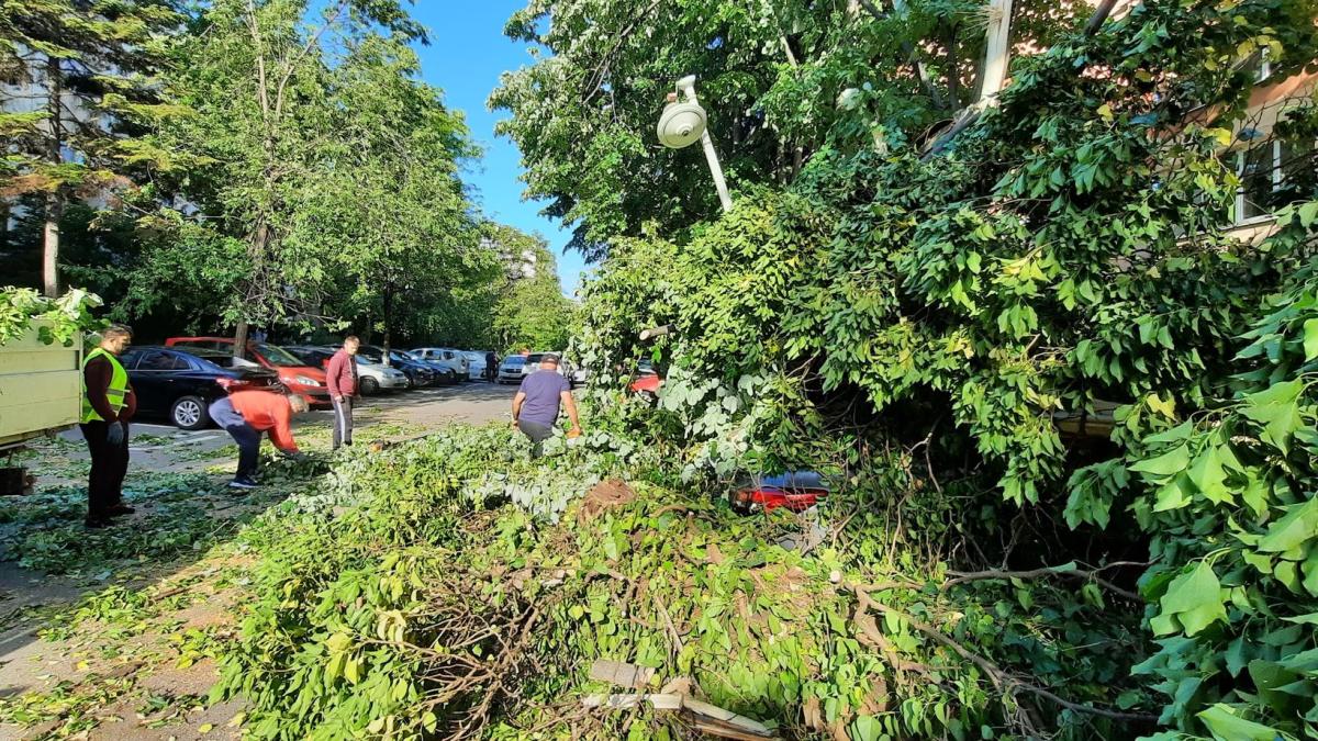 copaci-cazuti-vreme-rea1_93588900