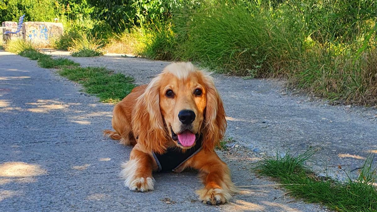 jerry-caine-catel_15769500