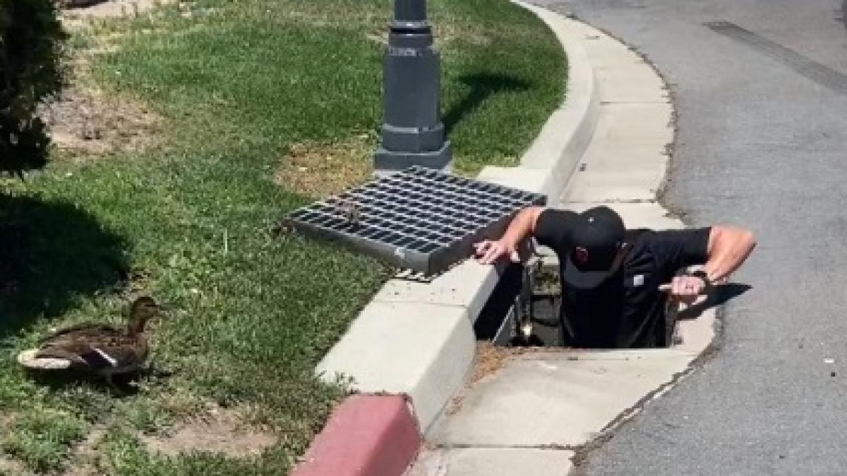 pui-de-rata-salvati-din-canal_53841400