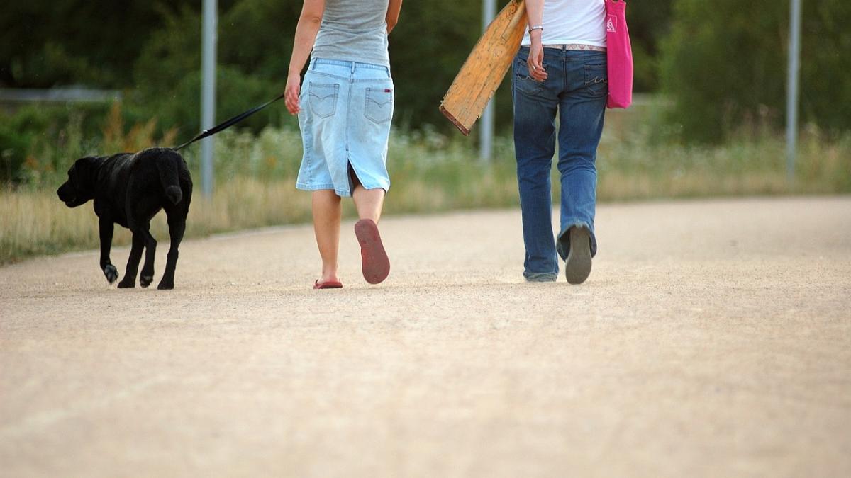 caine-plimbare-dimineata_13459200