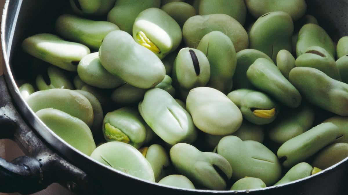 fasole-incoltita_74613000