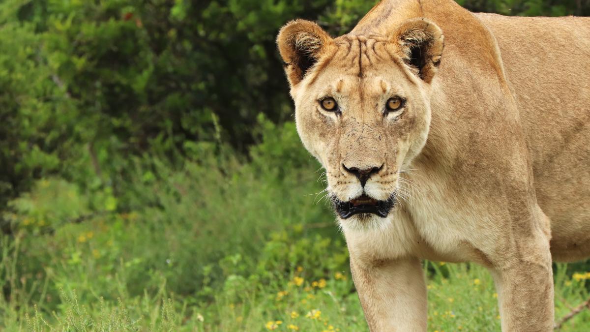 daca-in-romania-ursii-ameninta-capitala--in-berlin-o-leoaica-este-in-libertate_83752600