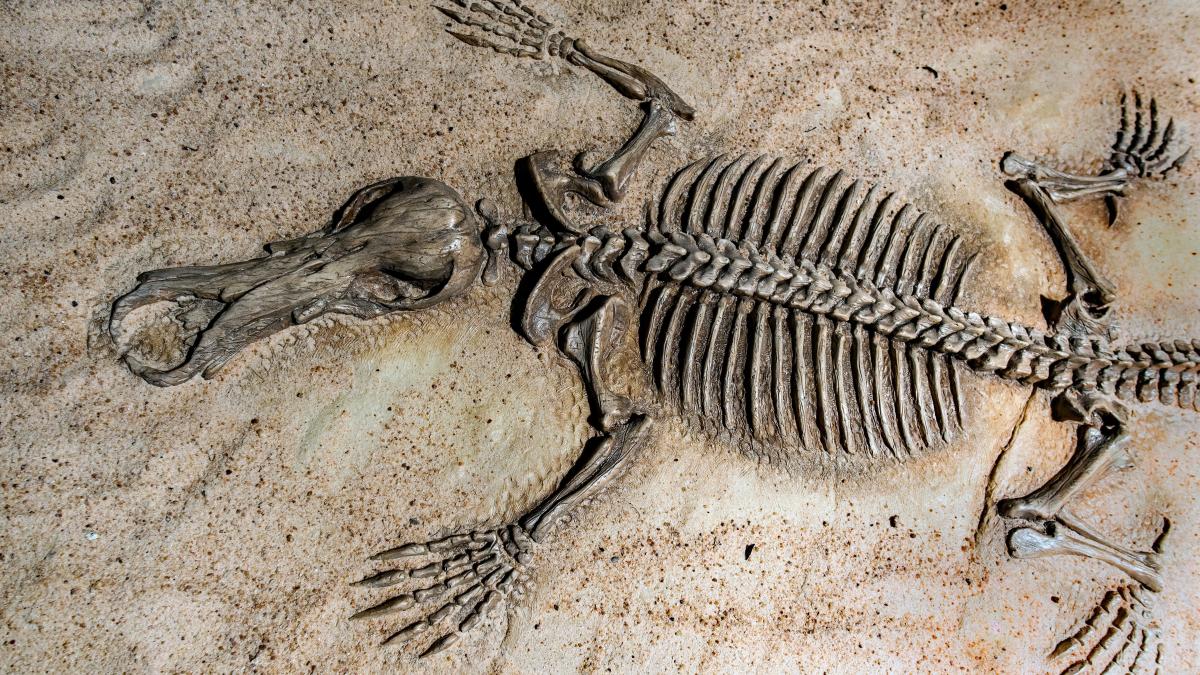 fosila-lupta-animale-preistorice_62741300