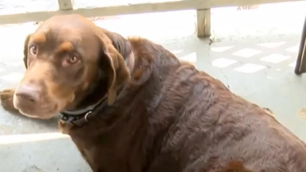 cainele-erou_44506500