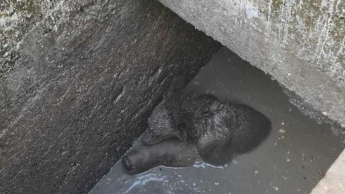 captura-video-ursoaica_20138800