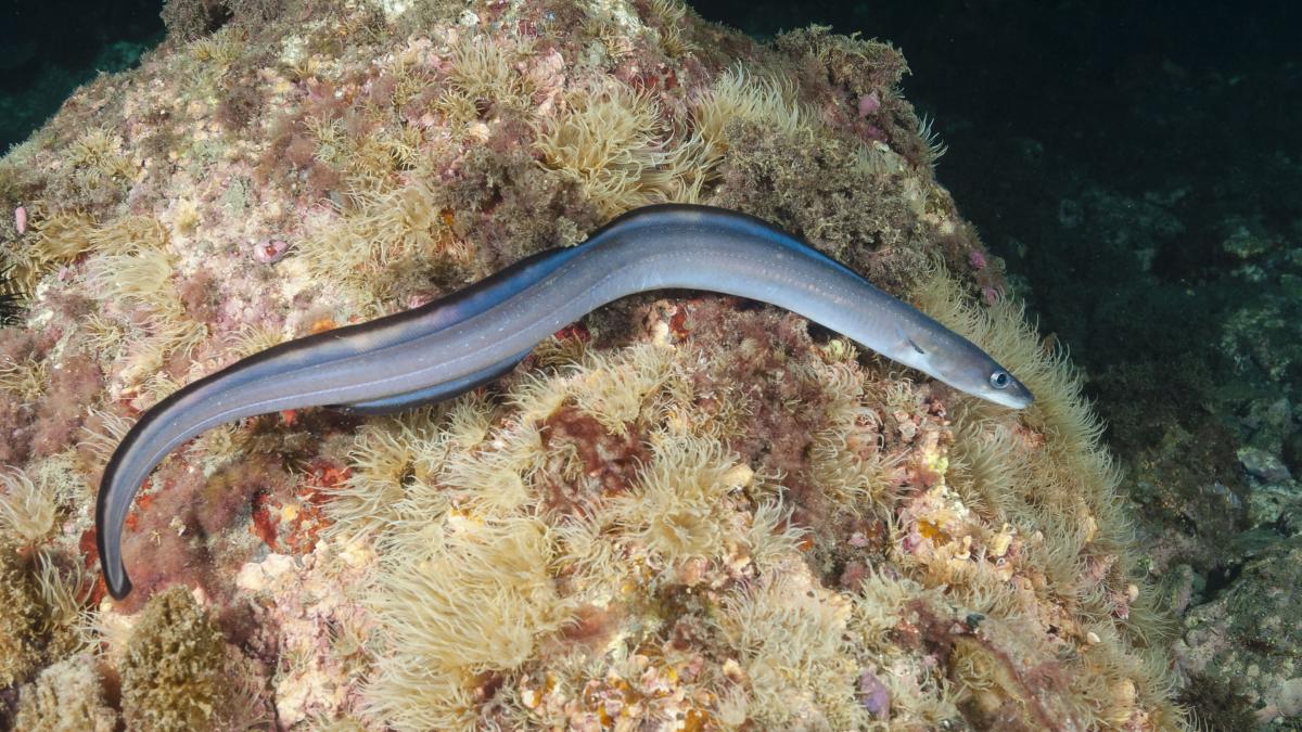 pestele-vasla_60005900