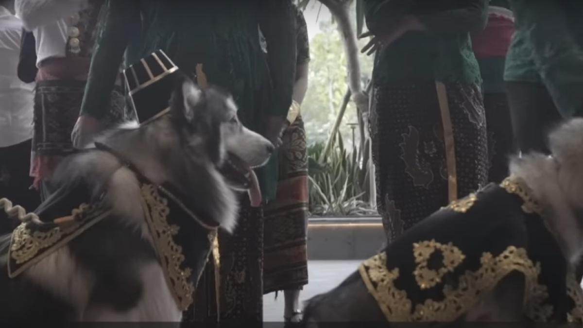 nunta-caini-indonezia_87547400