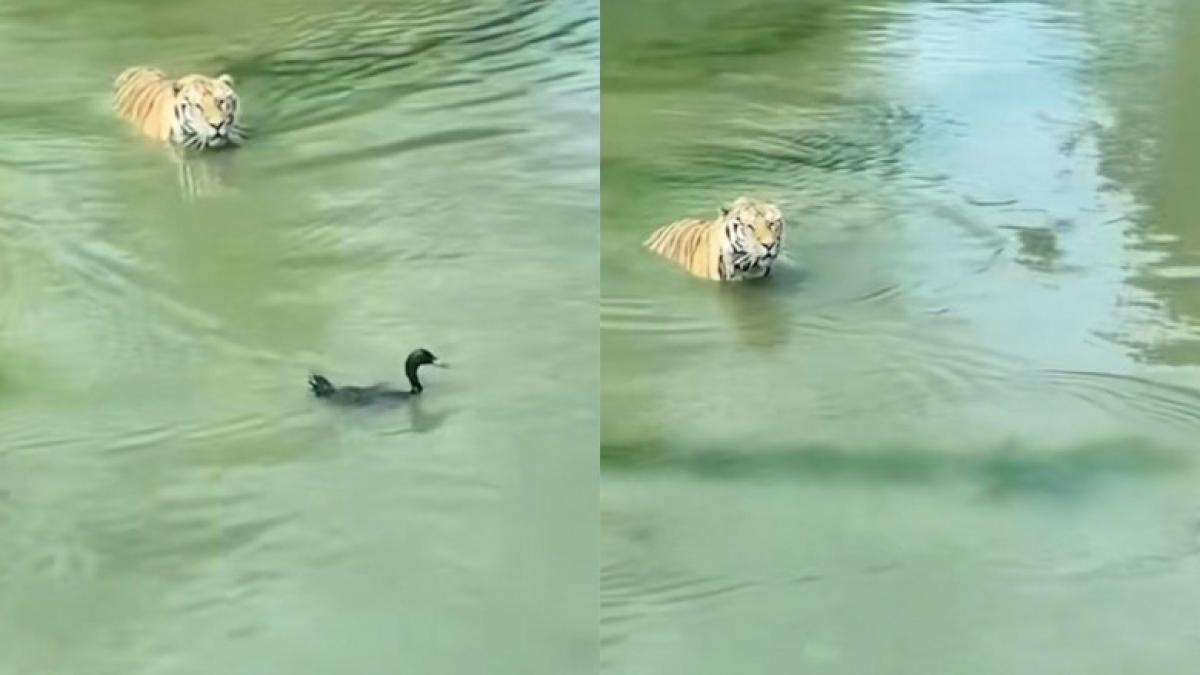 tigru-si-rata_92517100