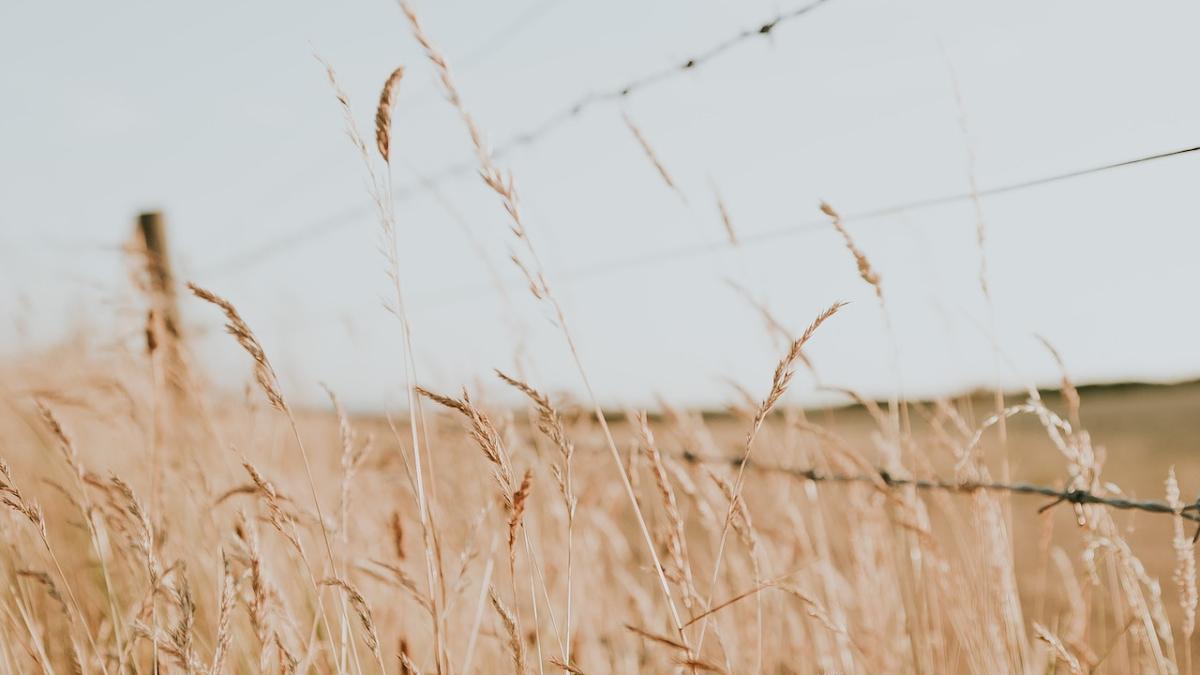 grau-ucraina_97714600