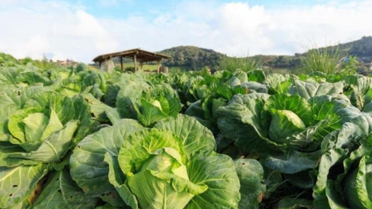 ingrijeste-corect-varza-in-august--pentru-o-recolta-bogata--afla-secretul-gradinarilor_58246000