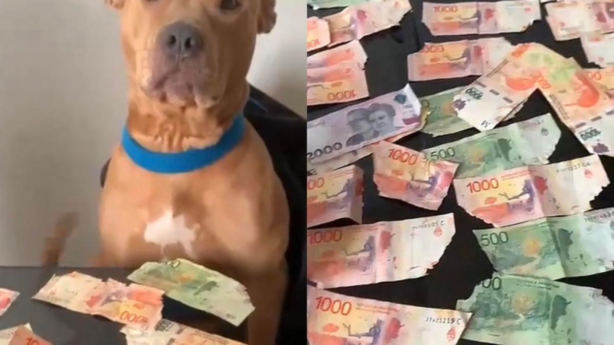 un-bitbull-a-mancat-bani_41980400