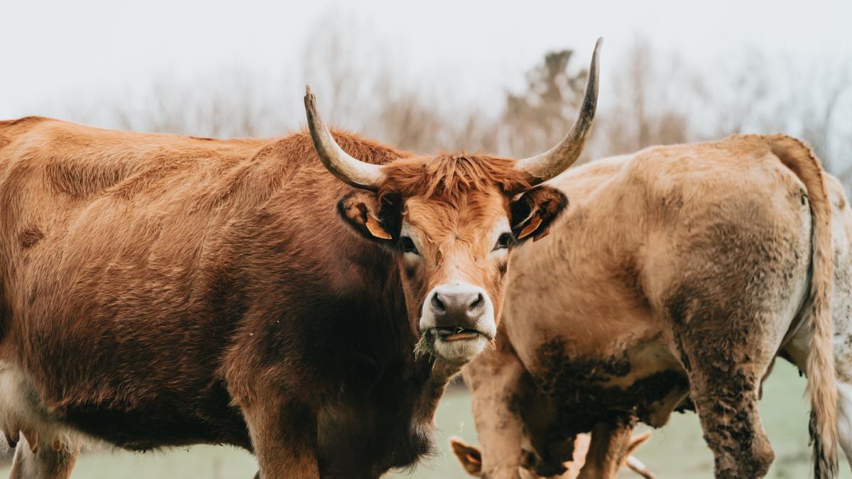 carne-de-vita-uniunea-europeana-carmen-avram_70778600
