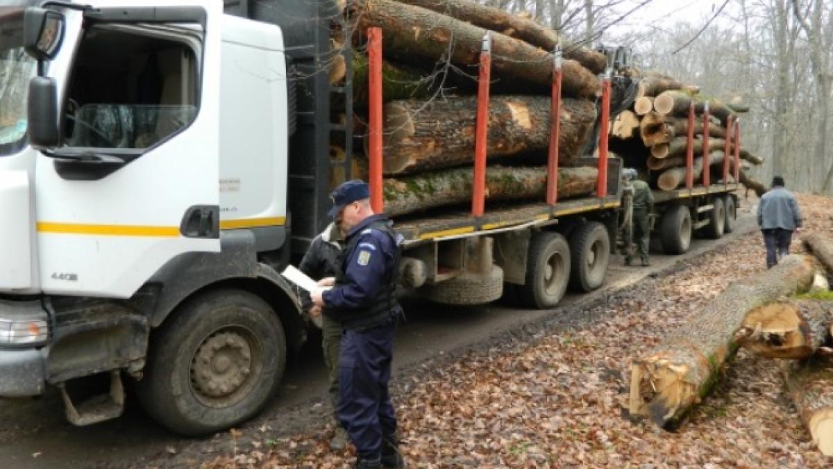 inchisoare-de-pana-la-5-ani-pentru-fotografii-false-introduse-in-sumal--sanctiuni-complementare-pentru-furtul-de-lemne_42820500