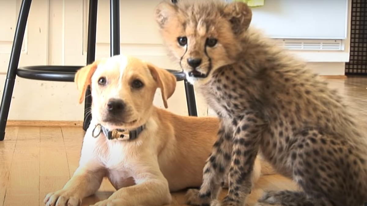 caine-si-ghepard_96523100