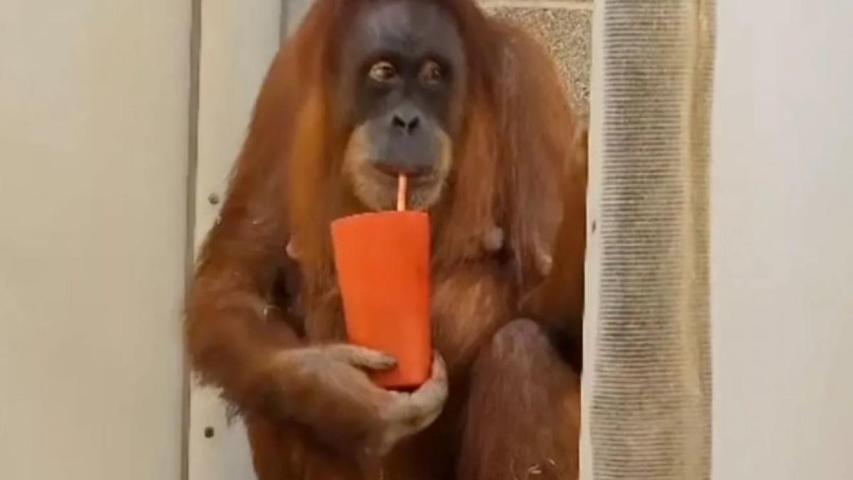 eirina-isi-bea-ceaiul_54799100