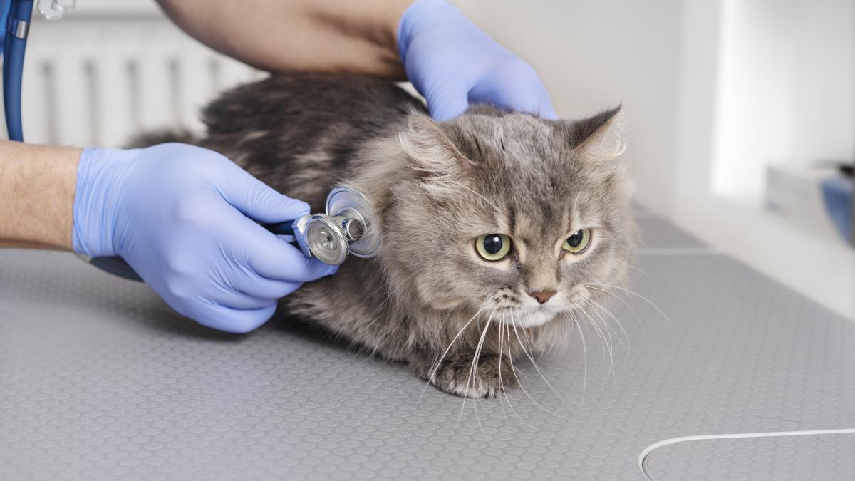 pisica-veterinar_07599600