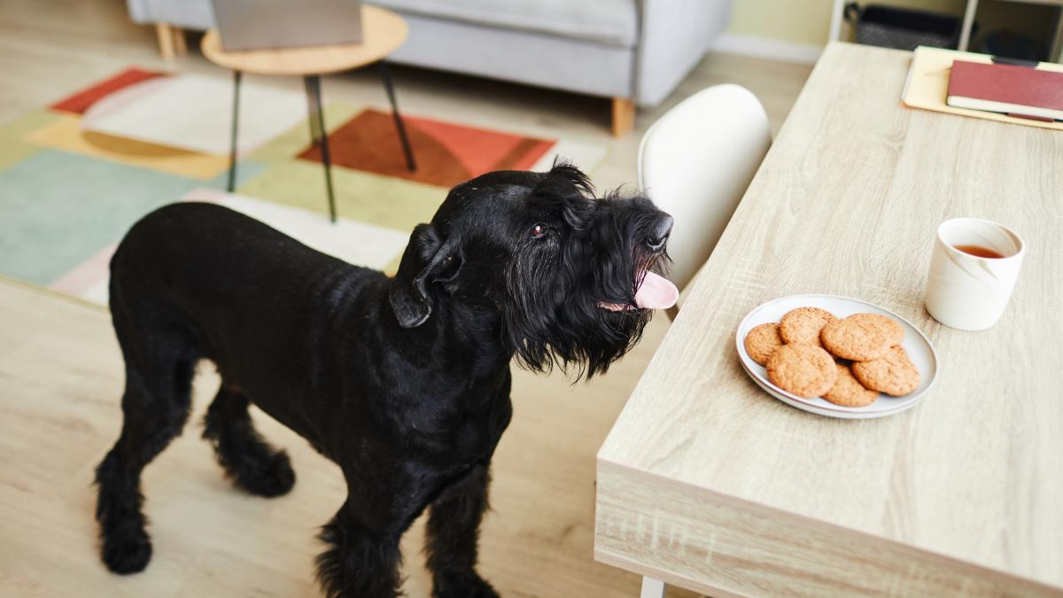 caine-la-masa_40661300