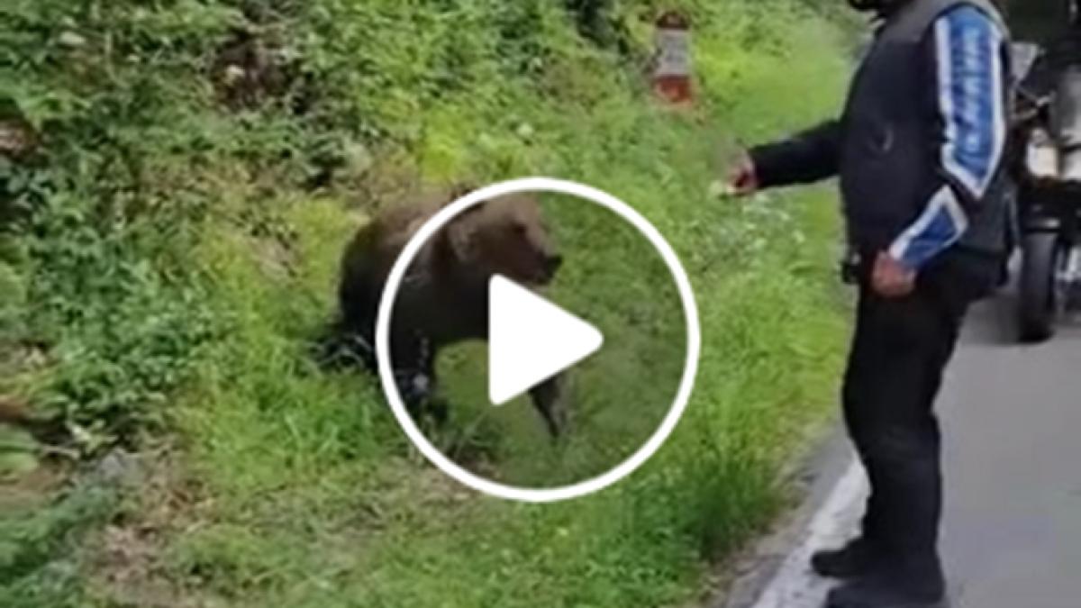 urs-transfagarasan_38381700