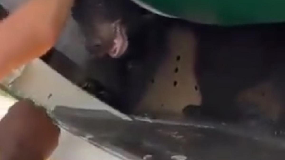 urs-in-cala-de-bagaje_53882900