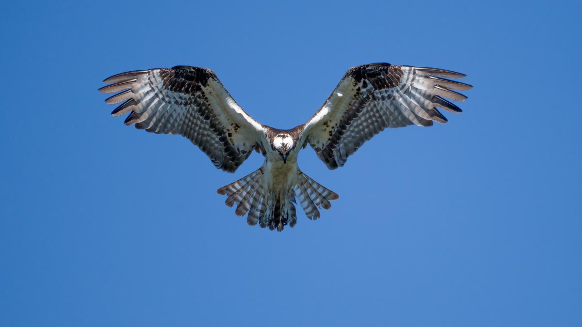 femeie-atacata_34935400