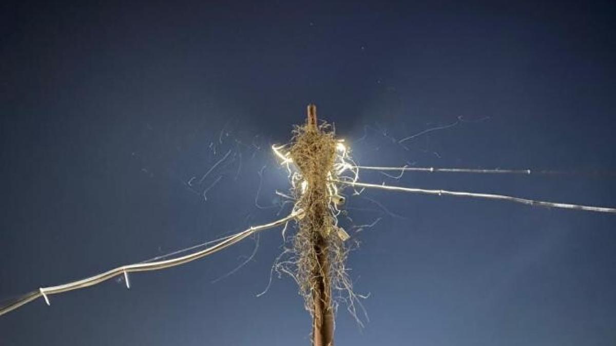 insecte-bucuresti_73803400