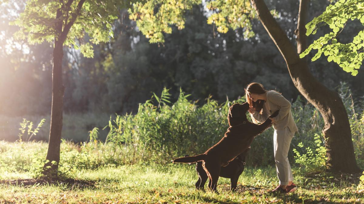 dresaj-caine_15536200