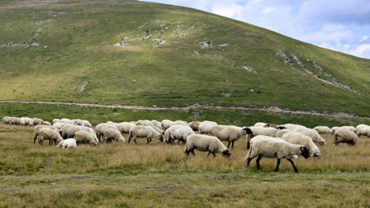 agerpres_15761331_93801900