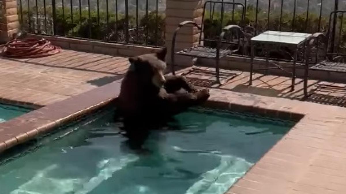 urs-in-jacuzzi_67391000