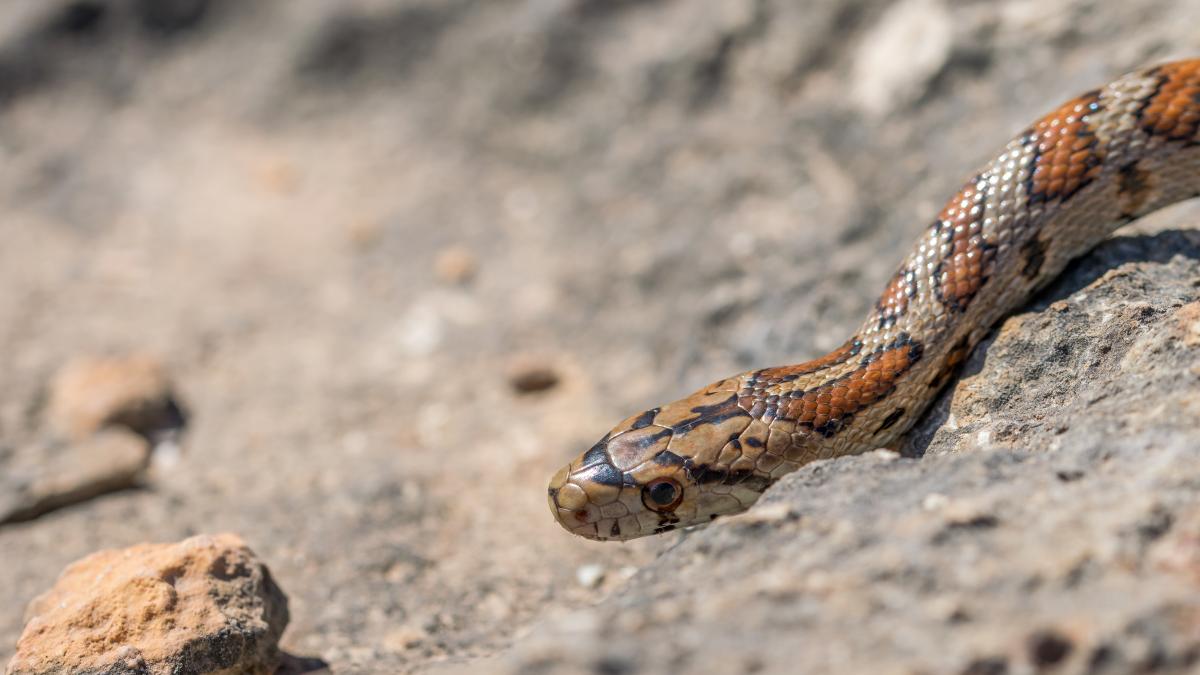 o-noua-specie-de-sarpe--descoperita-in-peru--va-purta-numele-lui-harrison-ford_03669700