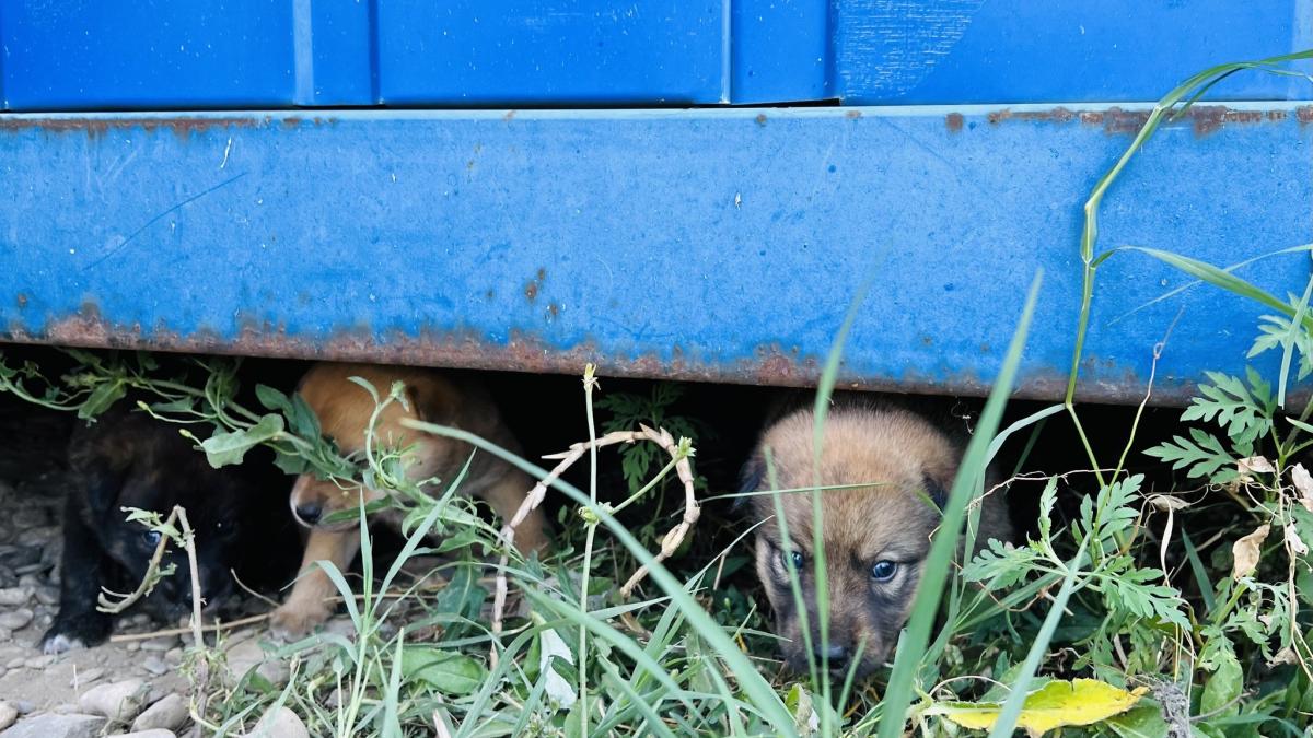 500-de-pui-de-caine-au-fost-ridicati-de-pe-strazile-bucurestiului_33387300