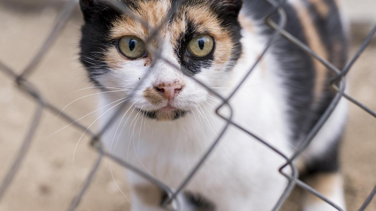 pisica-in-cusca-pentru-urs_85140200