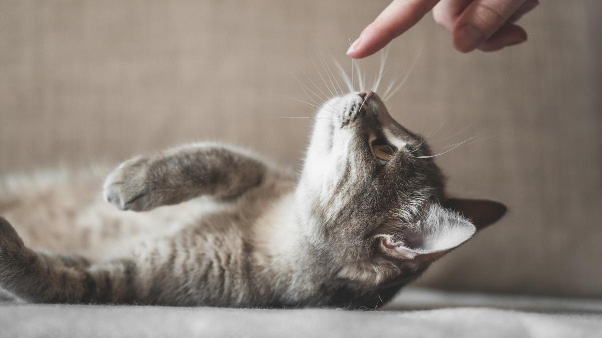 pisica-jucausa_34448700