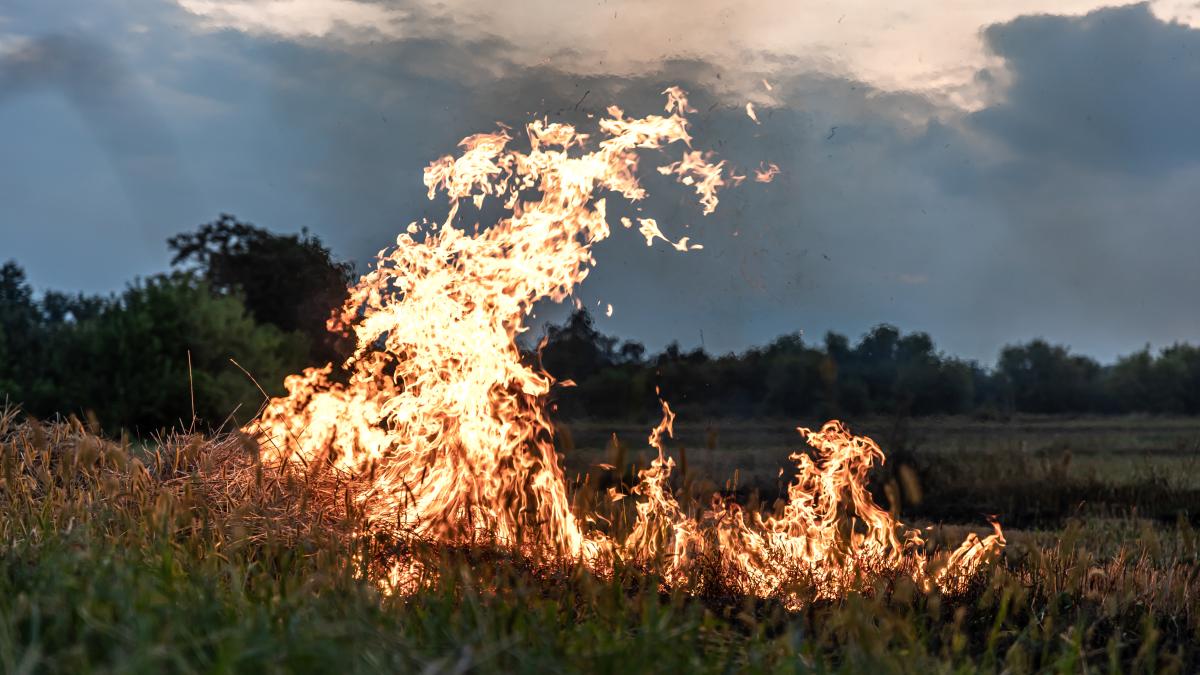 incendiu-de-vegetatie_59363700