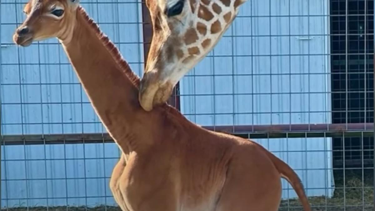 girafa-fara-pete_20502500