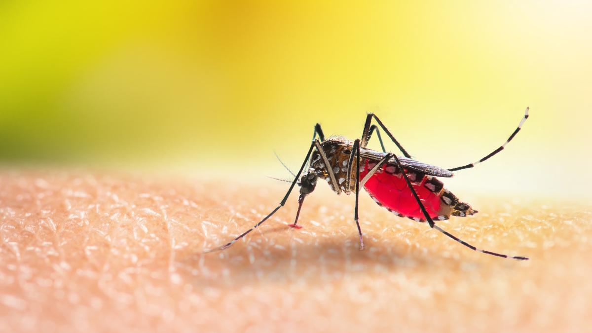 focar-de-febra-dengue-in-bangladesh--cu-aproape-500-de-decese--boala-se-transmite-prin-muscatura-tantarilor_73081300