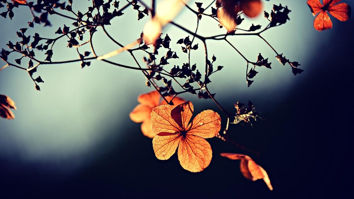 toamna-vreme-elena-mateescu_87504600