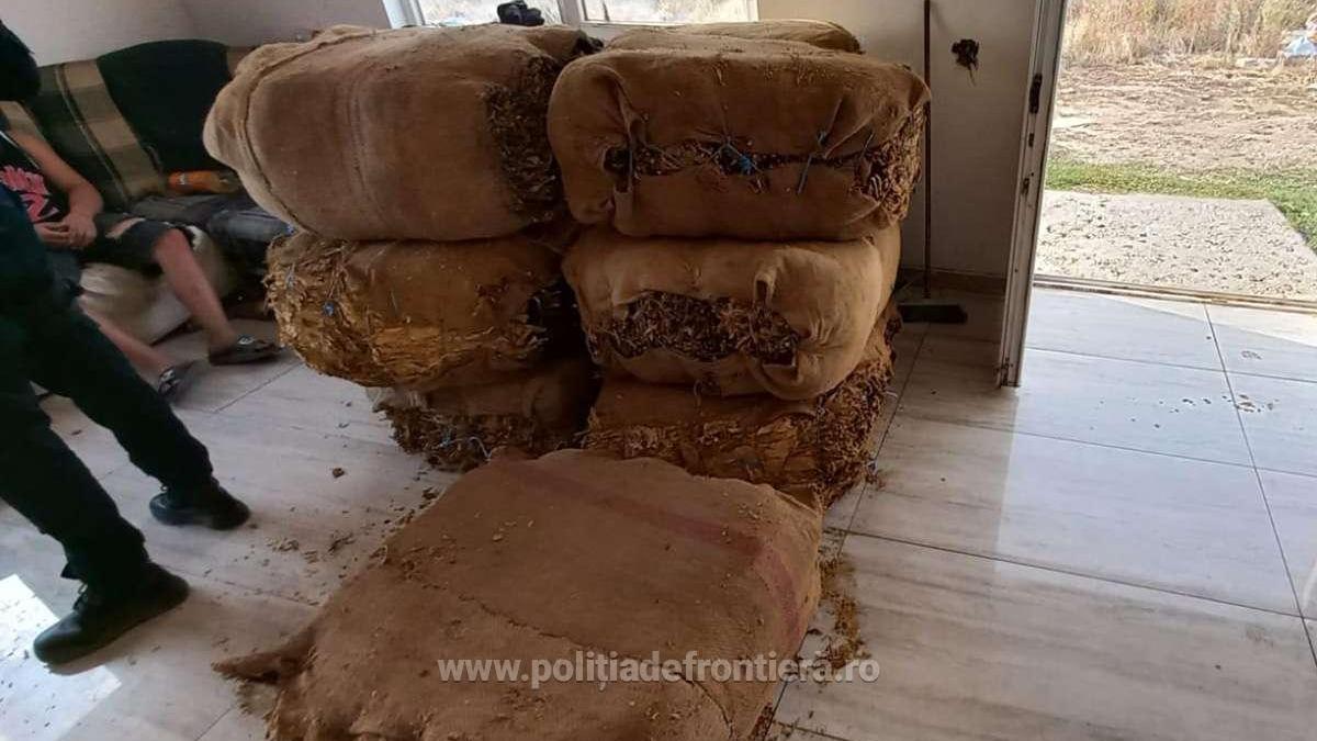 retea-romano-bulgara-de-contrabanda-cu-tutun--destructurata--perchezitii--identificarea-a-peste-1-000-de-trimiteri-postale-si-tone-de-tutun-confiscate_52306900