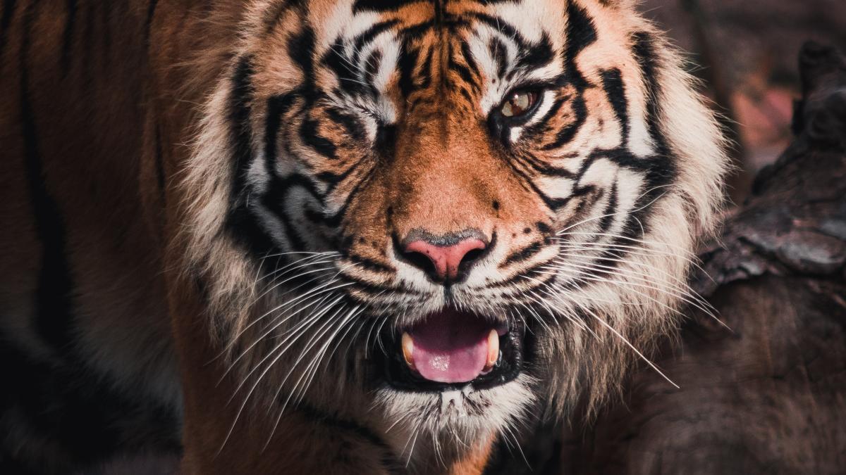 o-femeie-din-india-s-a-luptat-cu-mainile-goale-cu-un-tigru-pentru-a-si-salva-copilul-de-15-luni_26475200